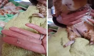 Worms in guinea pigs