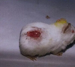 Wounds in guinea pigs