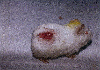 Wounds in guinea pigs