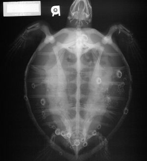 X-ray for turtles. How, where to do, how to understand?