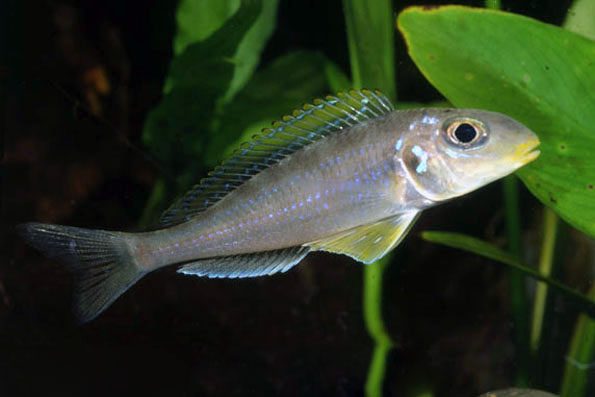 Xenotilapia flavipinis