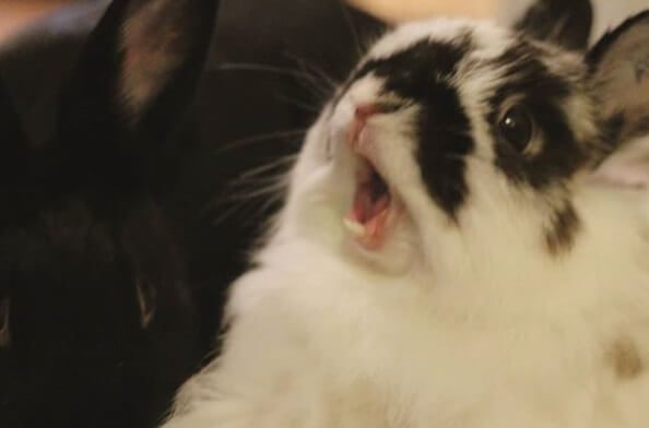 Yawning bunnies are so cute! see photo