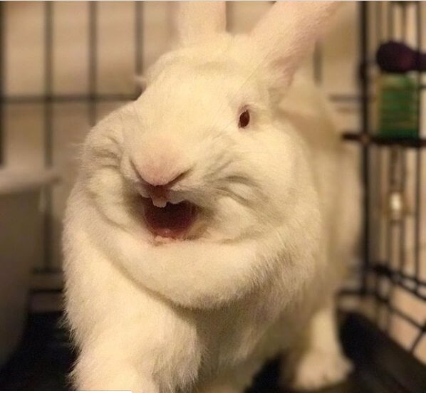 Yawning bunnies are so cute! see photo