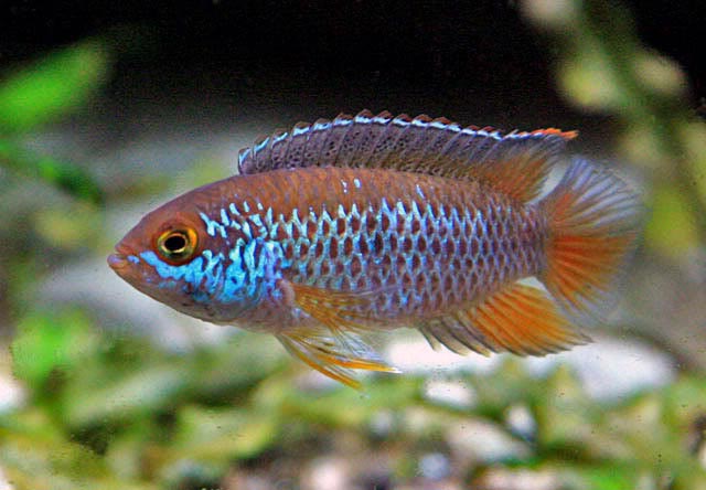 yellow-eyed cichlid