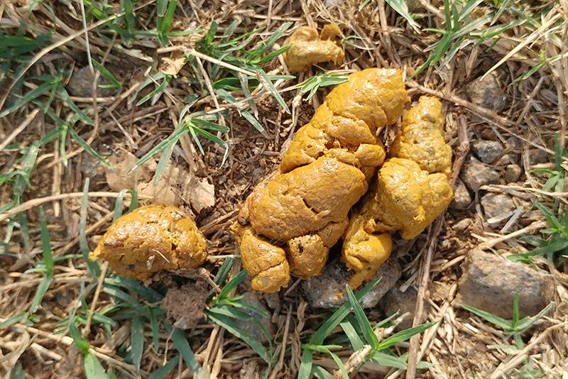 Yellow feces in a dog - 7 reasons why there is such a color in the stool