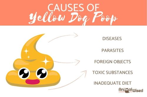 Yellow feces in a dog &#8211; 7 reasons why there is such a color in the stool