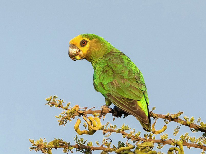 Yellow-fronted jumping parrot