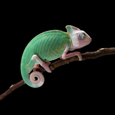 Yemeni chameleon