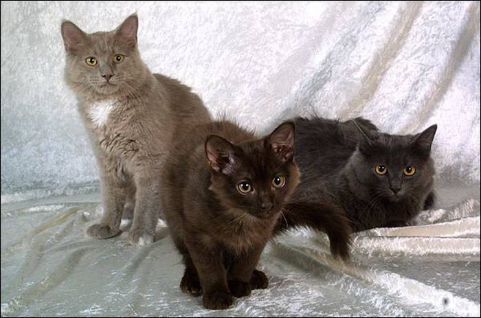 York Chocolate cats