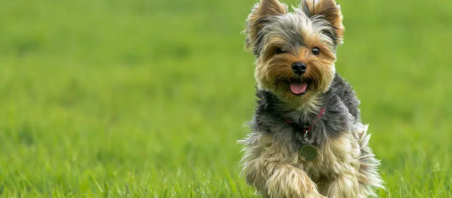 Yorkshire Terrier