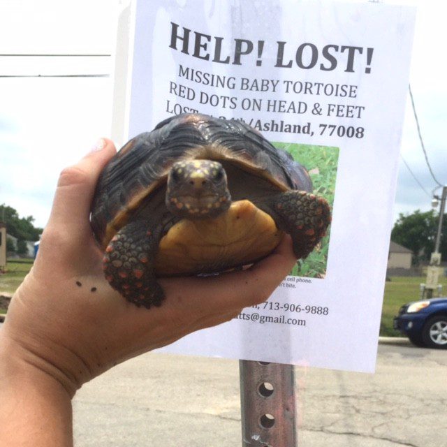 You have lost your turtle. What to do?