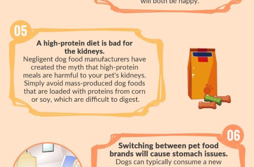 You will be surprised! Top 6 myths about dog nutrition