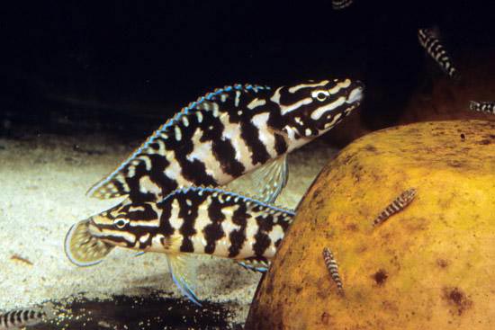 Yulidochromis Muscovy