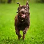 Zumiz in dogs