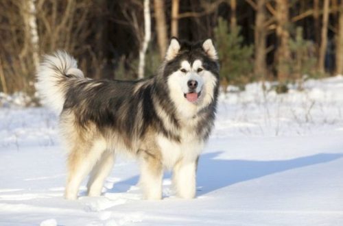 10 best dog breeds that are not afraid of the cold