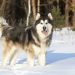 The Best Dog Breeds for Hot Climates