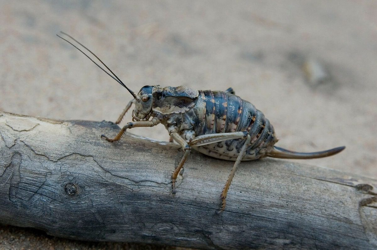 10 biggest grasshoppers in the world