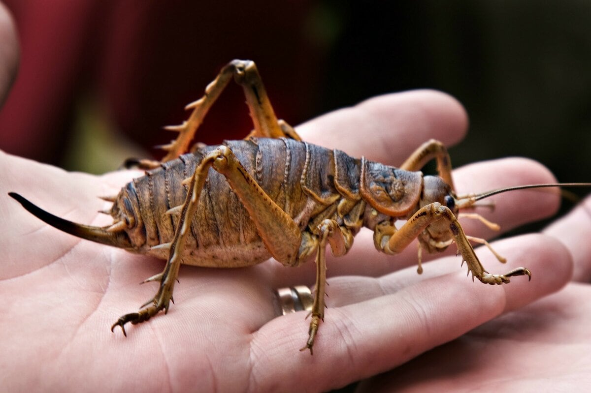 10 biggest grasshoppers in the world