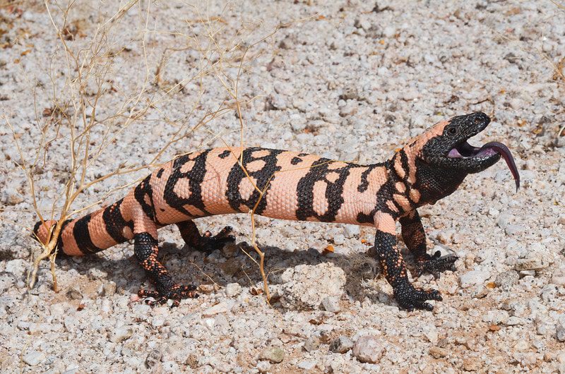 10 biggest lizards in the world