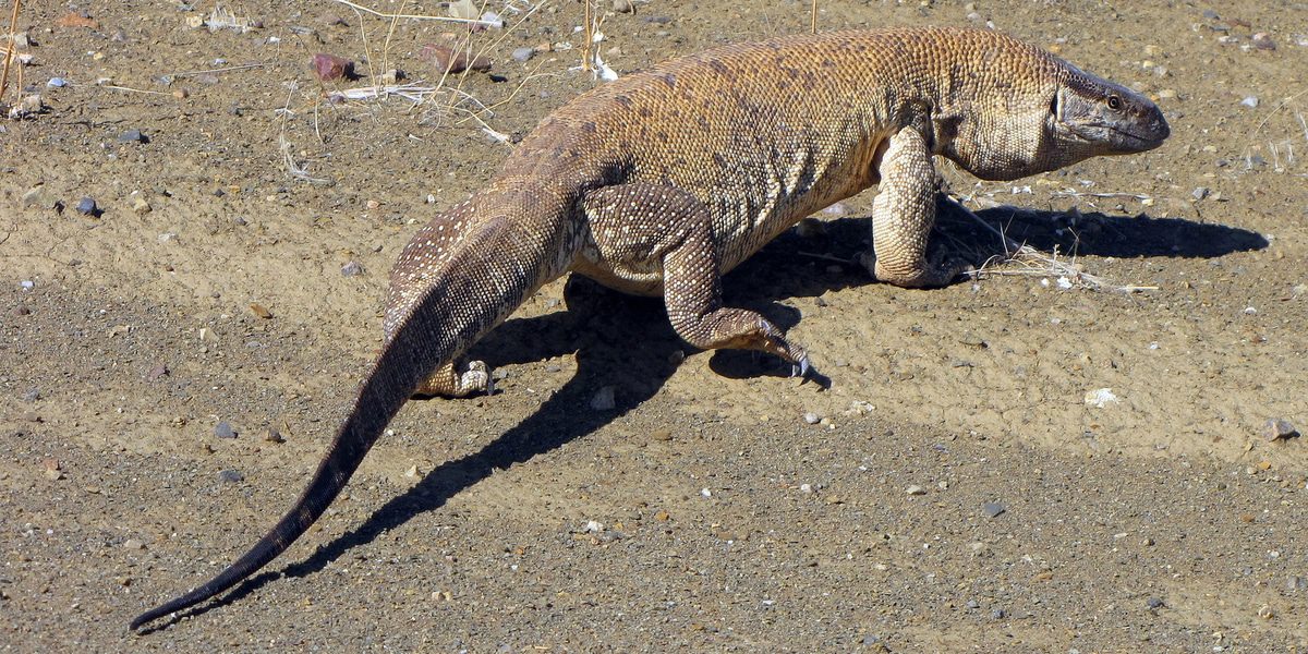 10 biggest lizards in the world