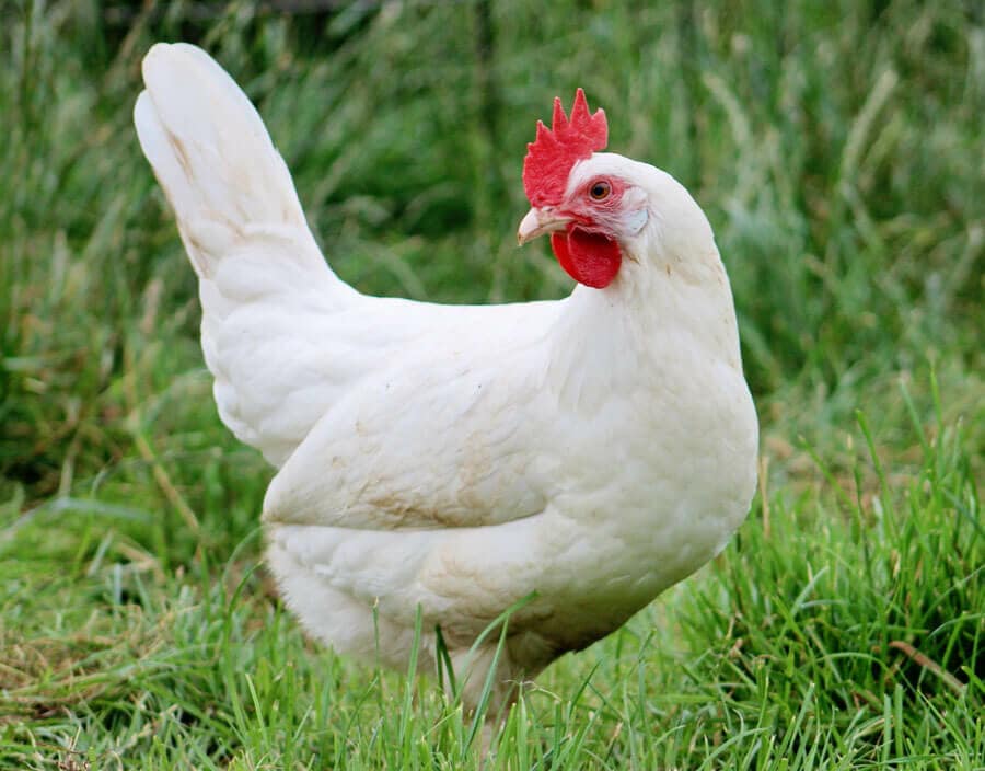 10 breeds of chickens that lay the most delicious eggs