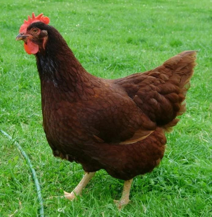 10 breeds of chickens that lay the most delicious eggs