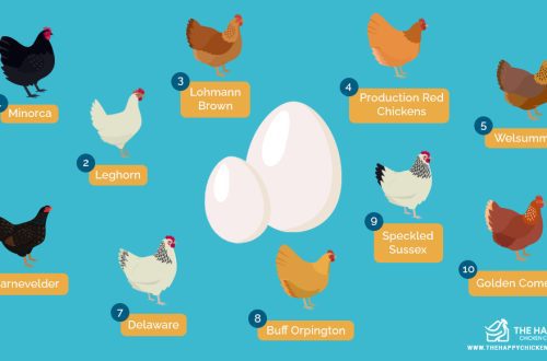 10 kanatõugu, kes munevad kõige maitsvamad munad