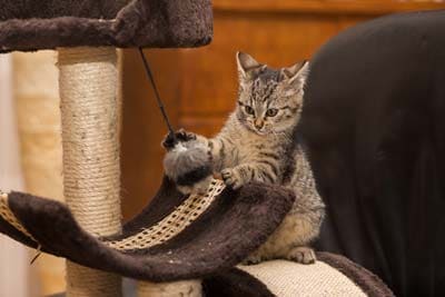 10 easy tips to keep your home safe from a kitten