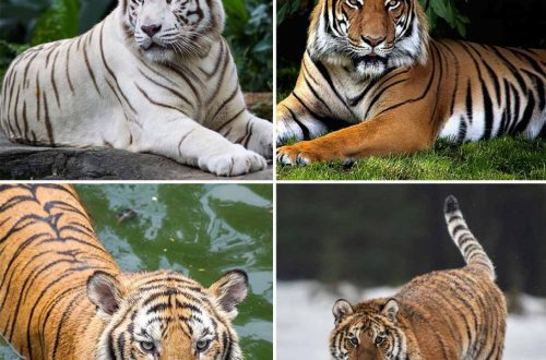 10 interesting facts about Amur tigers &#8211; beautiful and majestic animals