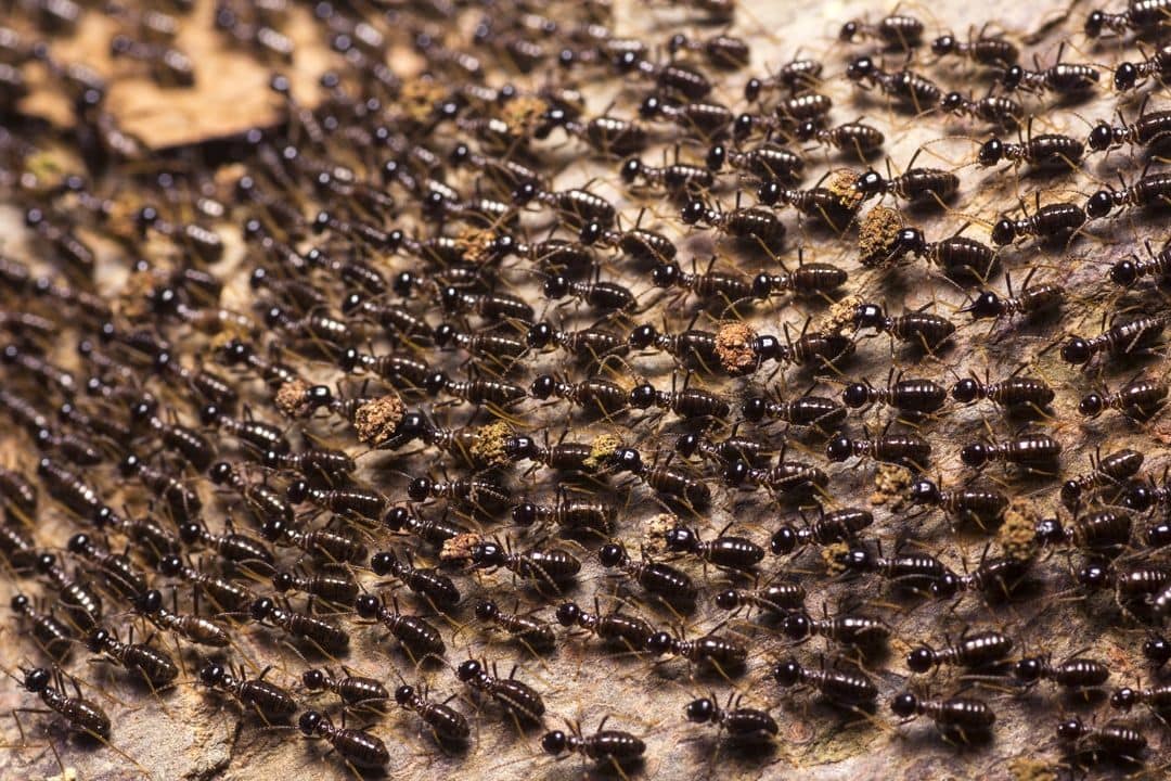 10 interesting facts about ants - small but very strong insects