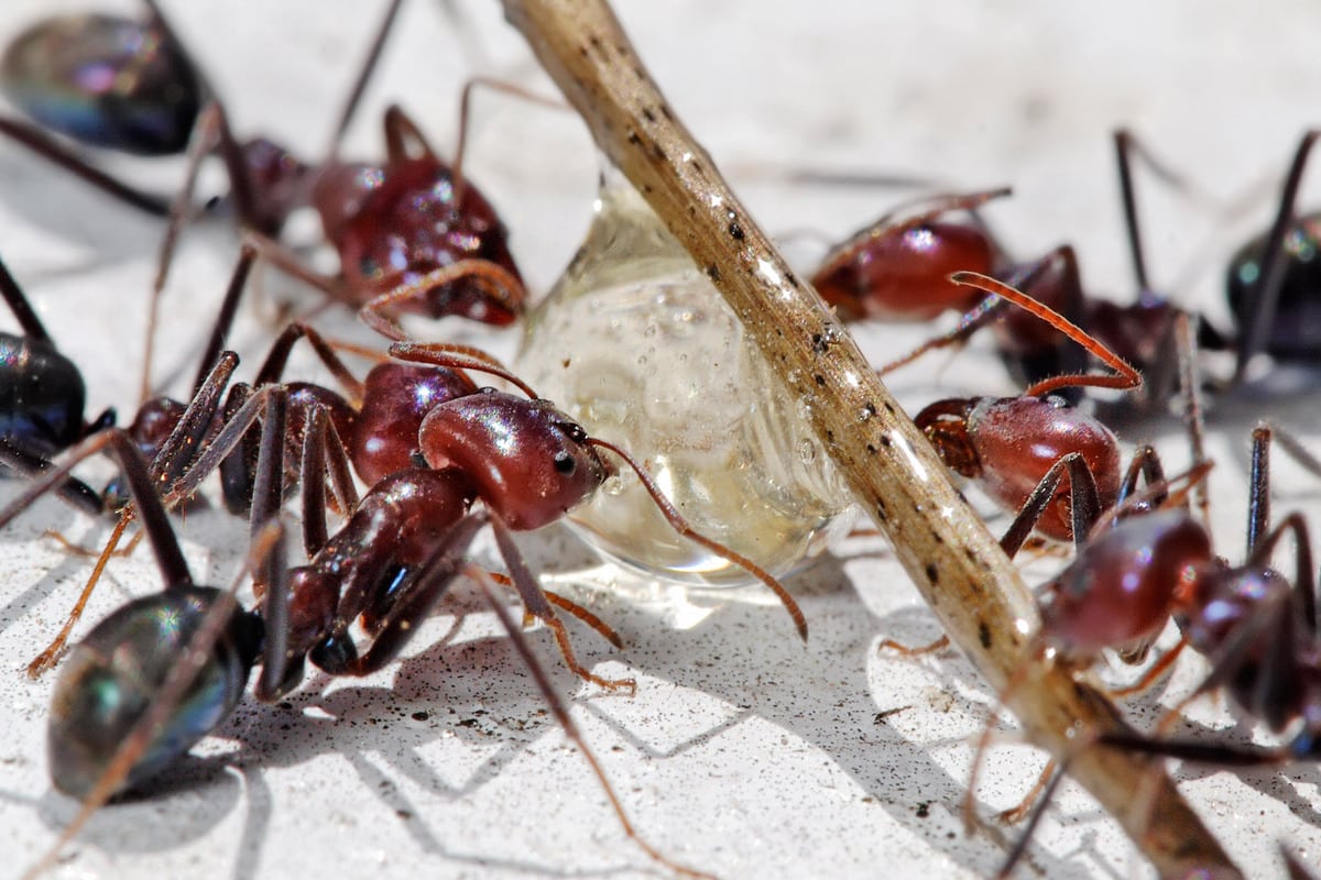 10 interesting facts about ants - small but very strong insects