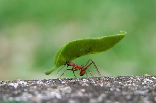 10 huvitavat fakti sipelgate – väikeste, kuid väga tugevate putukate kohta