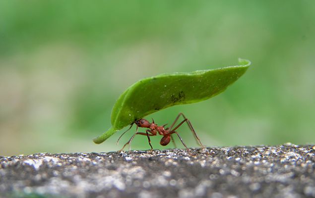10 interesting facts about ants &#8211; small but very strong insects