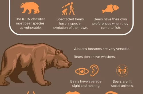 10 huvitavat fakti karude kohta