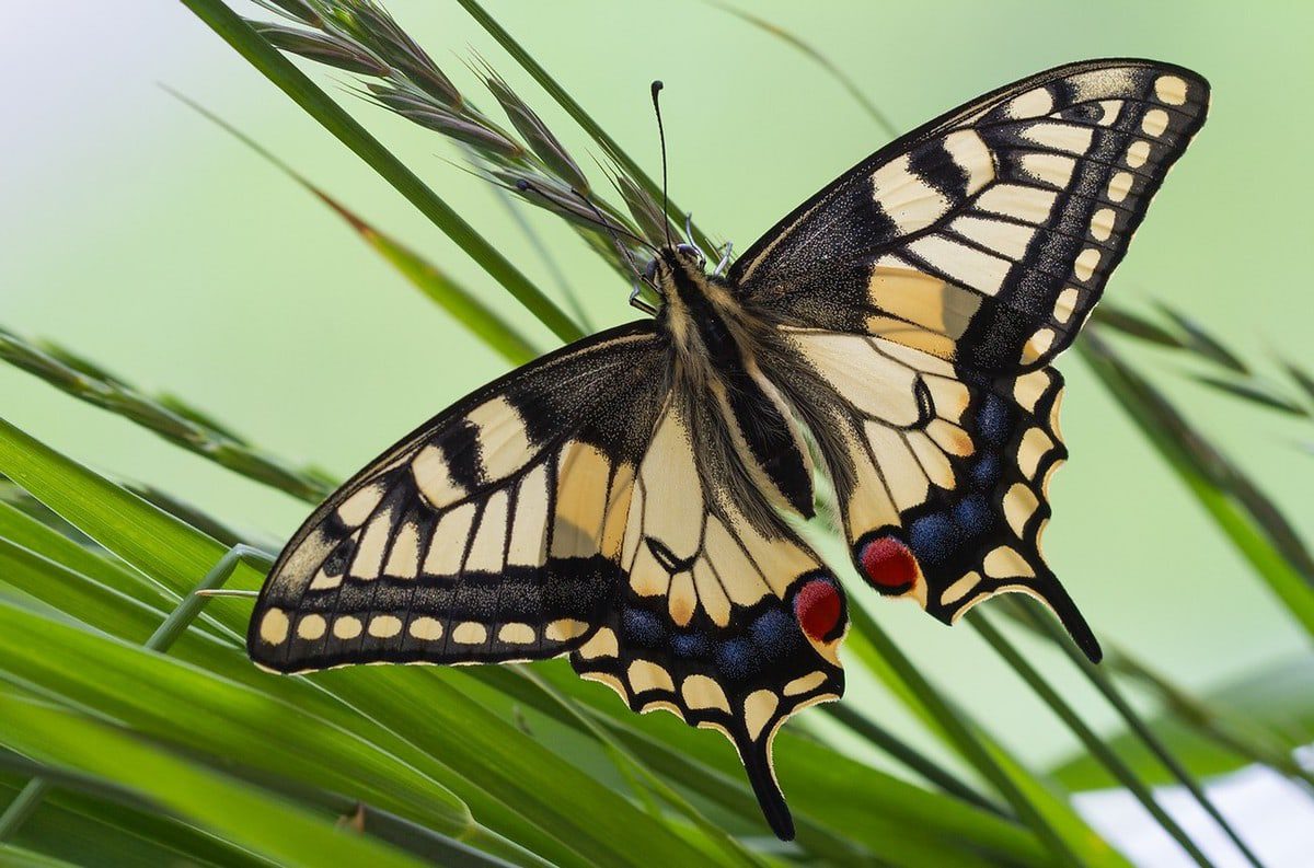 10 interesting facts about butterflies