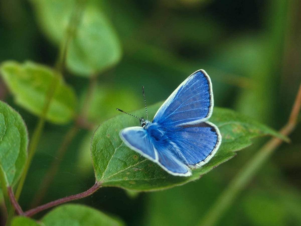 10 interesting facts about butterflies