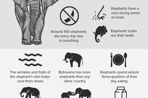 10 huvitavat fakti elevantide – suurimate loomade kohta maismaal