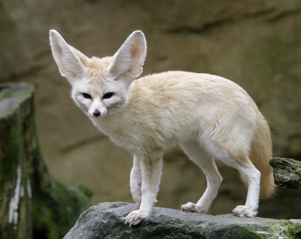 10 interesting facts about foxes - incredibly smart and cunning animals