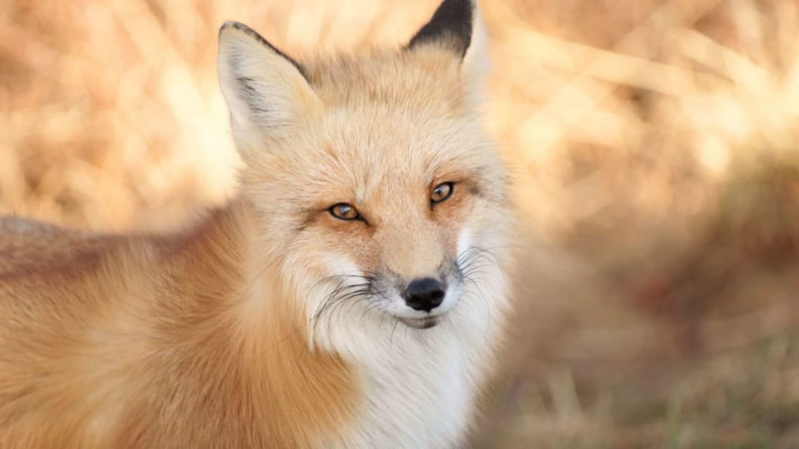 10 interesting facts about foxes &#8211; incredibly smart and cunning animals