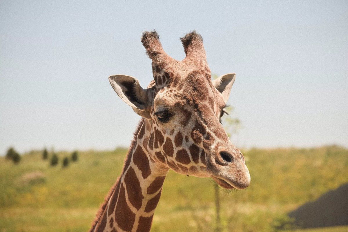 10 interesting facts about giraffes - the tallest animals on the planet