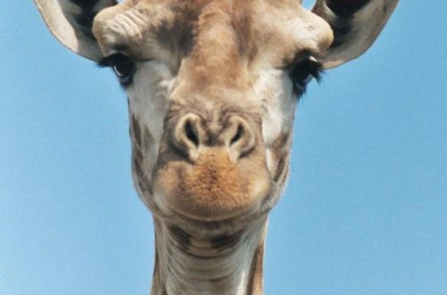 10 interesting facts about giraffes &#8211; the tallest animals on the planet