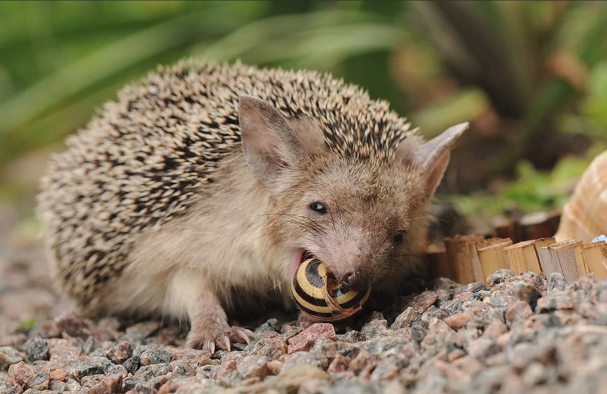 10 interesting facts about hedgehogs - cute and charming predators