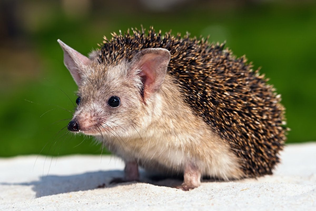 10 interesting facts about hedgehogs - cute and charming predators