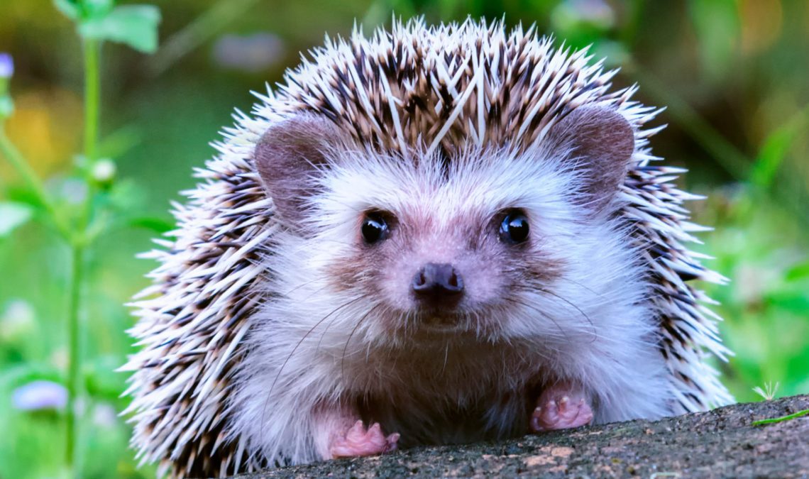 10 interesting facts about hedgehogs &#8211; cute and charming predators
