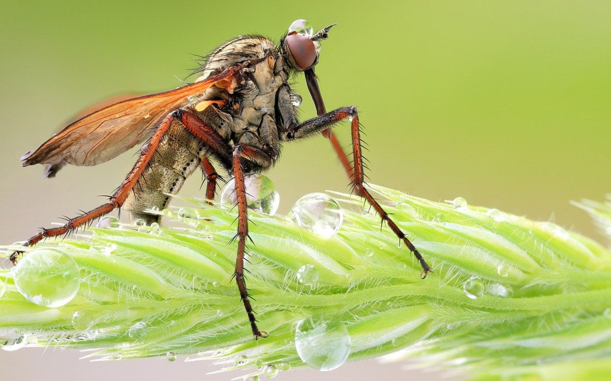 10 Interesting Facts About Insects That Survived Dinosaurs