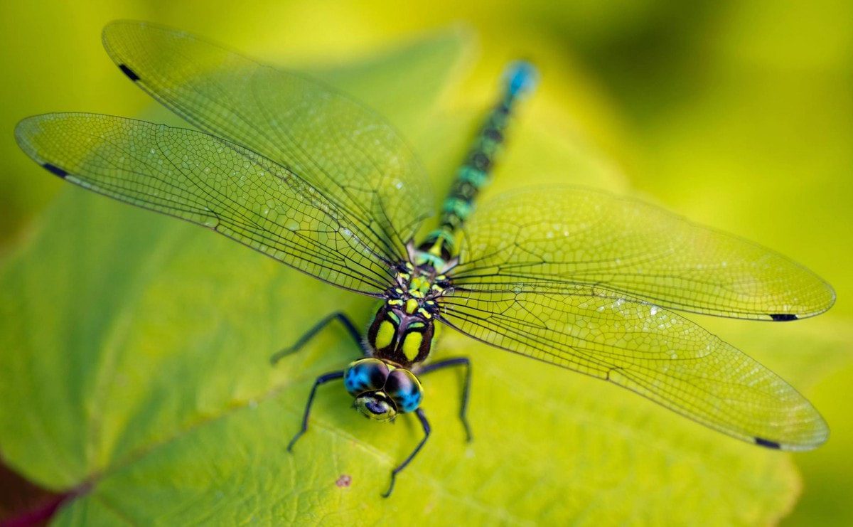 10 Interesting Facts About Insects That Survived Dinosaurs
