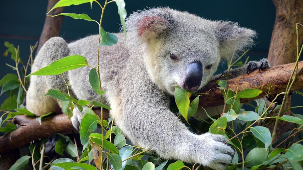 10 interesting facts about koalas - cute marsupials