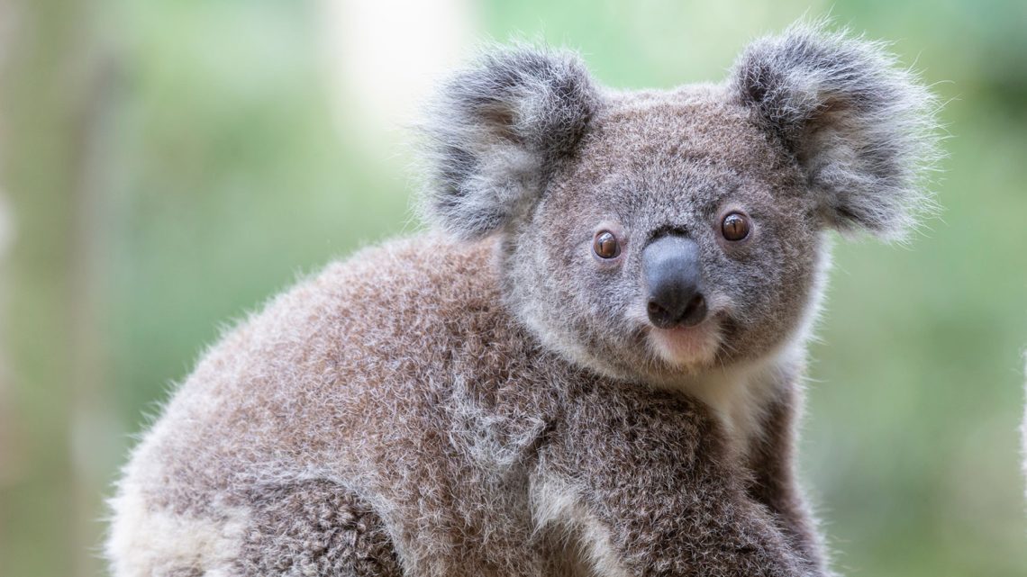 10 interesting facts about koalas &#8211; cute marsupials