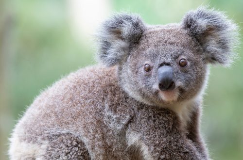 10 interesting facts about koalas &#8211; cute marsupials