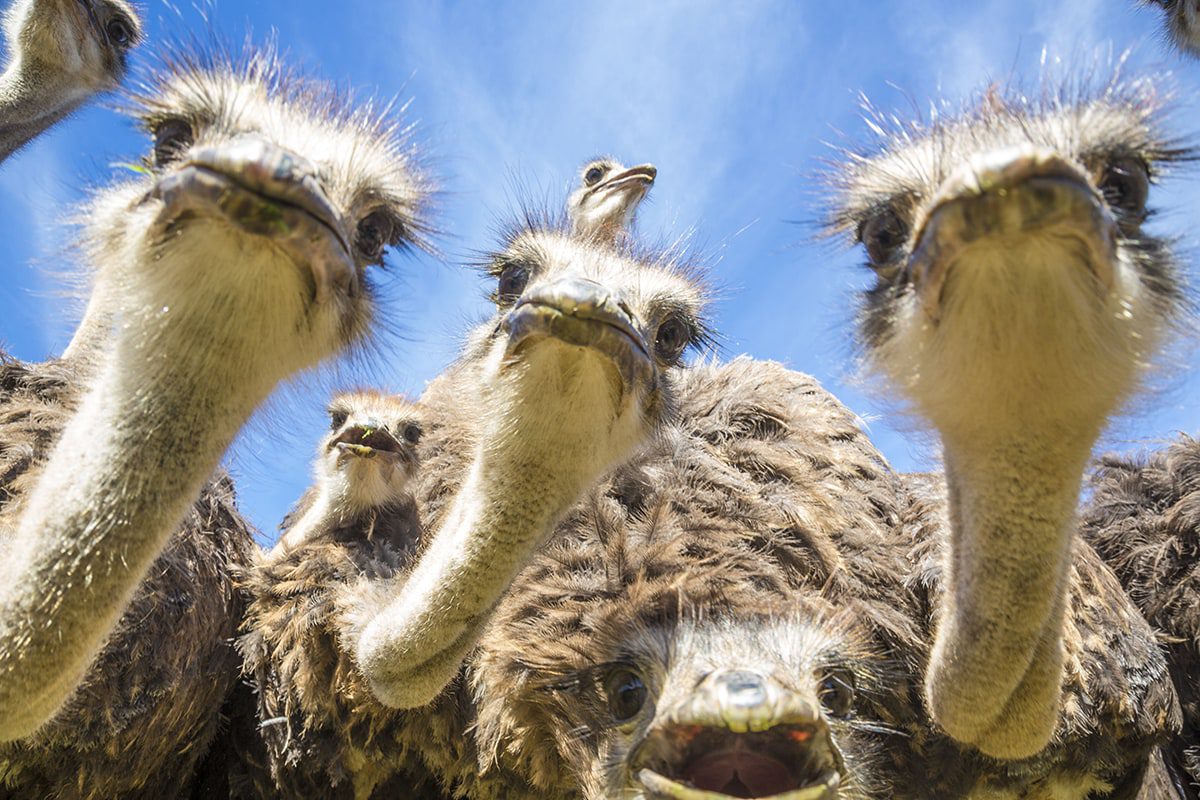 10 interesting facts about ostriches - the largest birds in the world